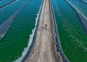 spirulina-water-production